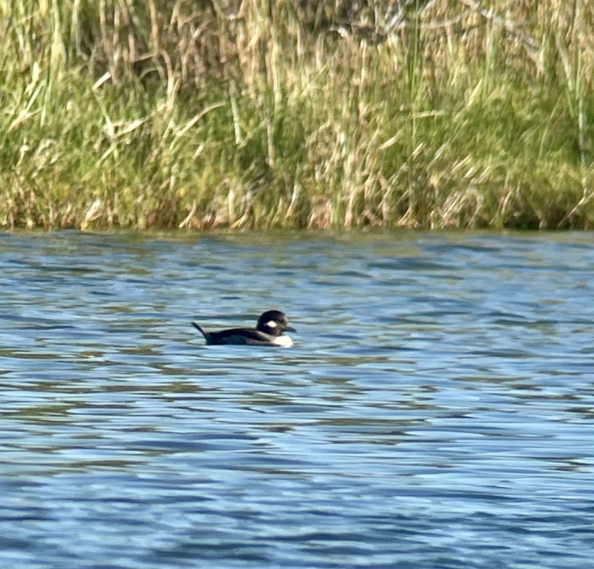 Bufflehead - ML615439129