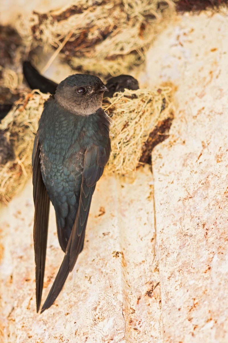 Plume-toed Swiftlet - ML615439172