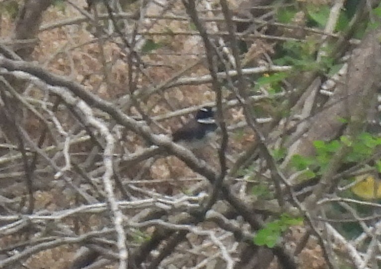 Spot-breasted Fantail - ML615439184