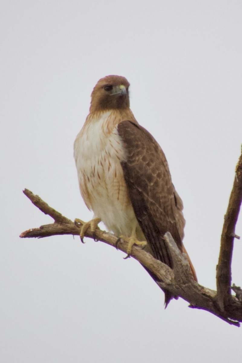 Red-tailed Hawk - ML615439199