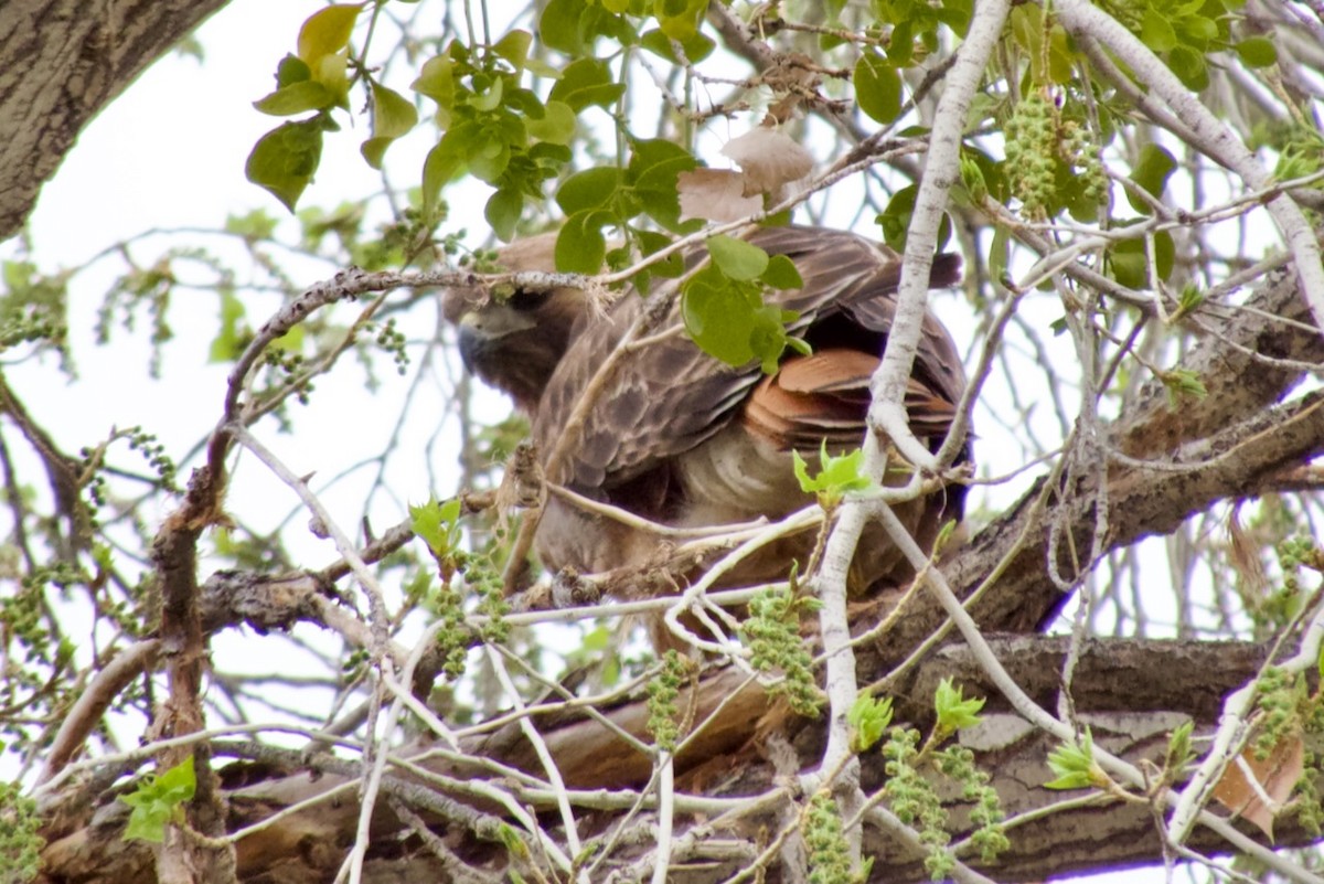 Red-tailed Hawk - ML615439200