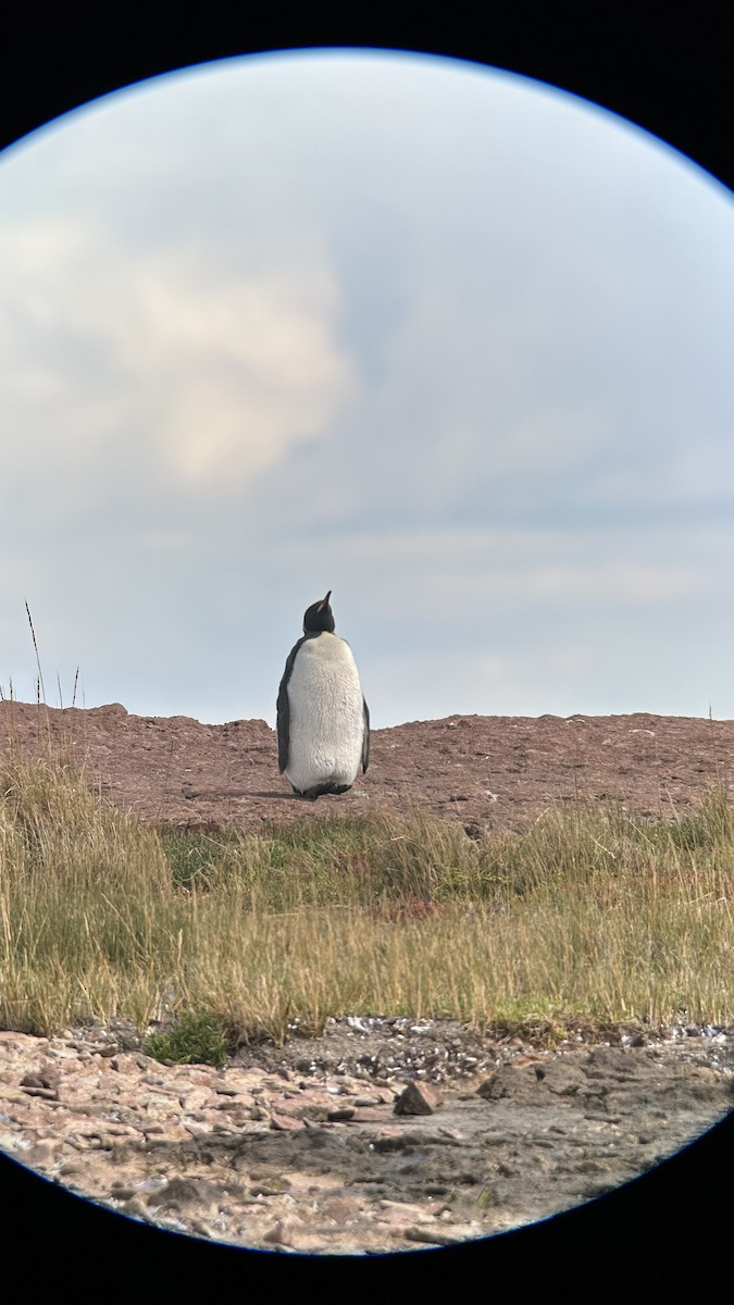 Королевский пингвин - ML615439210