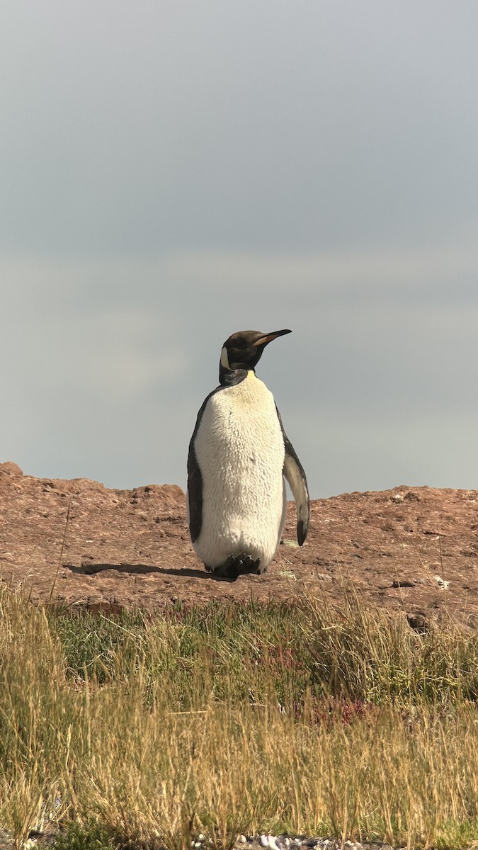 tučňák patagonský - ML615439211