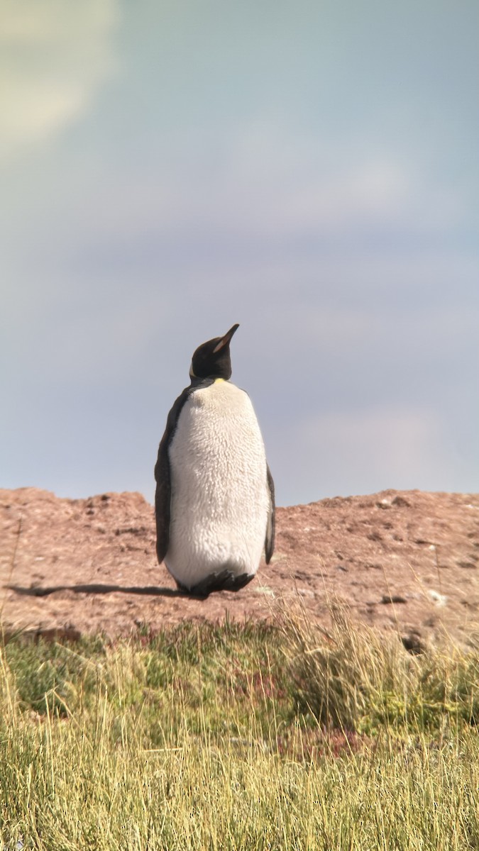 Королевский пингвин - ML615439213