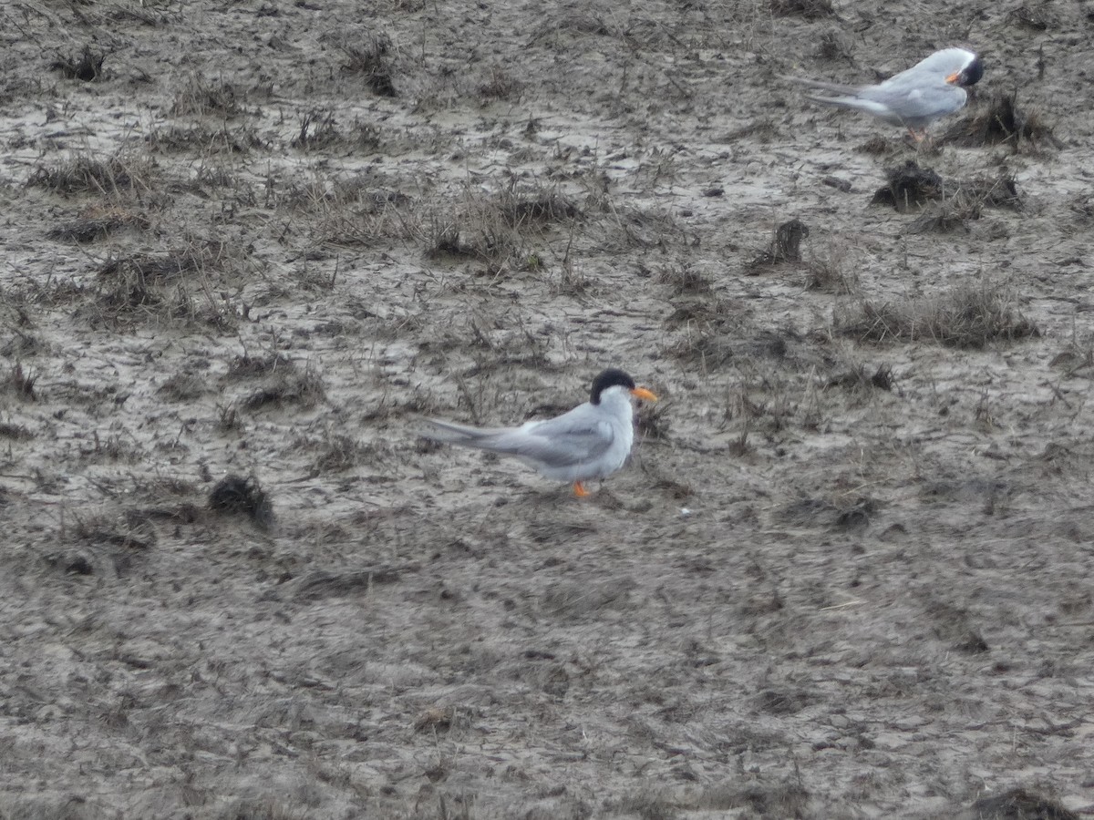 Black-fronted Tern - Matthew Rathgeber