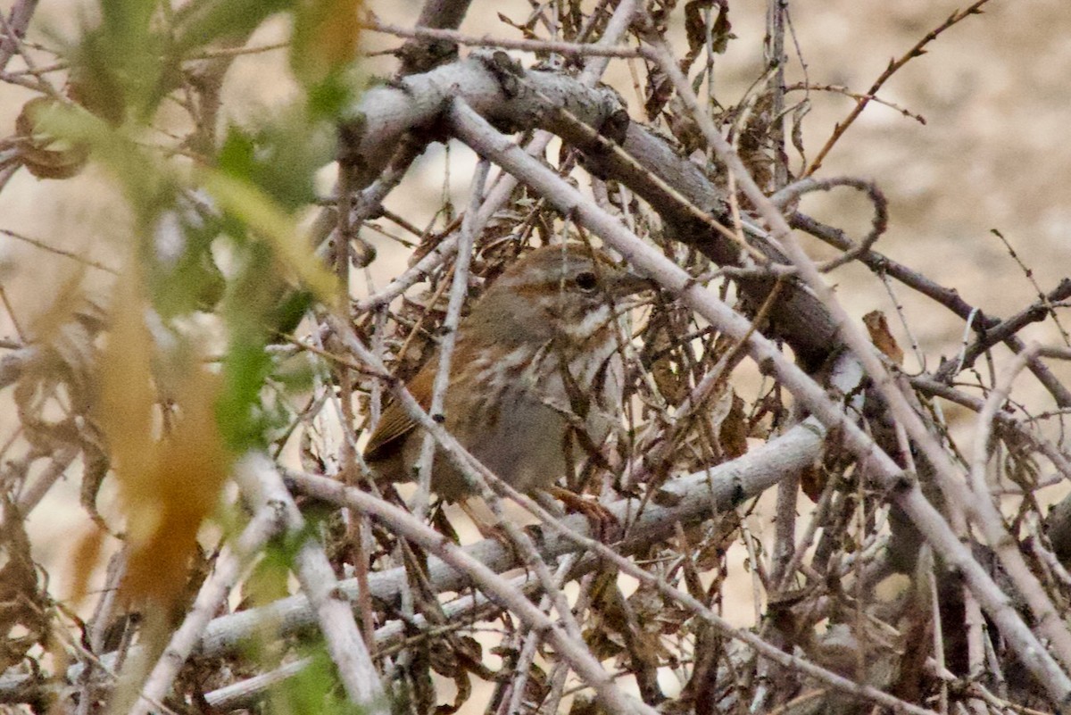 Song Sparrow - ML615439330