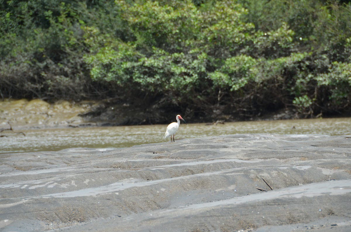 White Ibis - Mark Golan