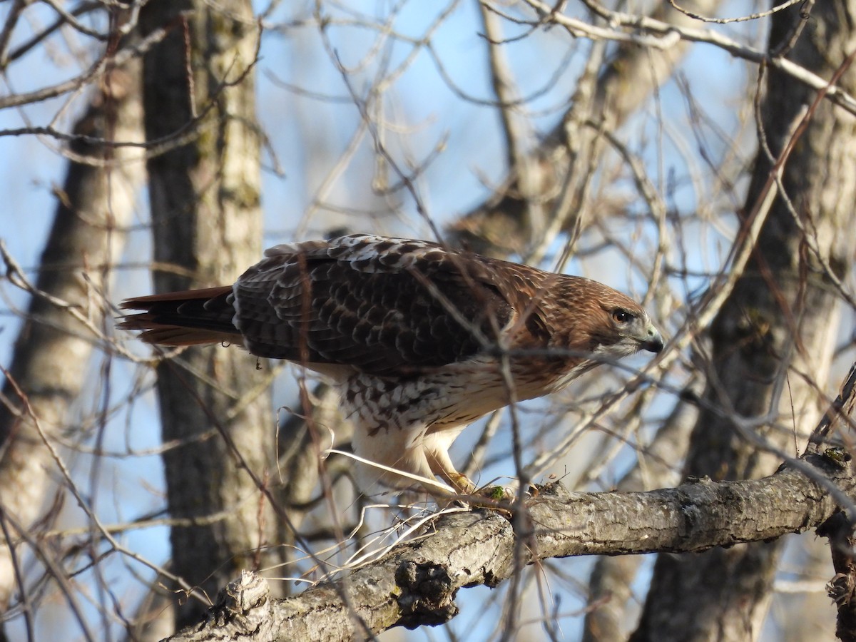 Red-tailed Hawk - ML615439348