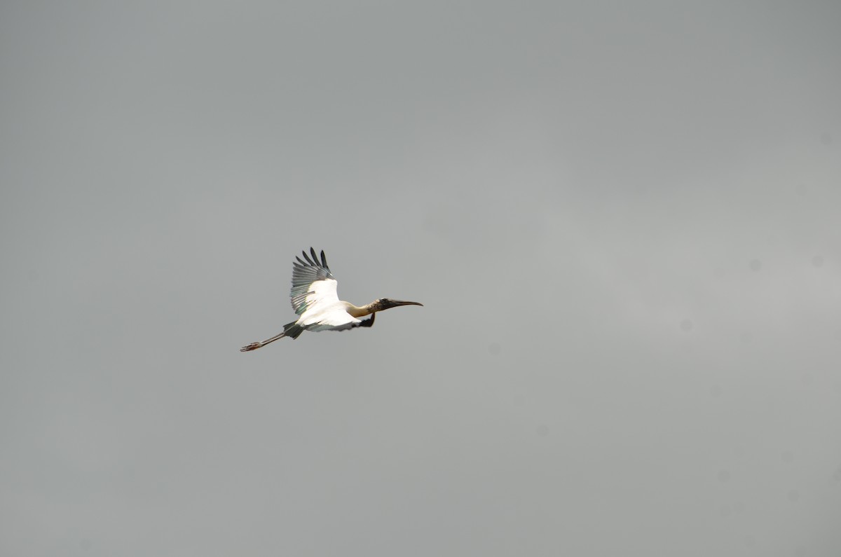 Wood Stork - ML615439352