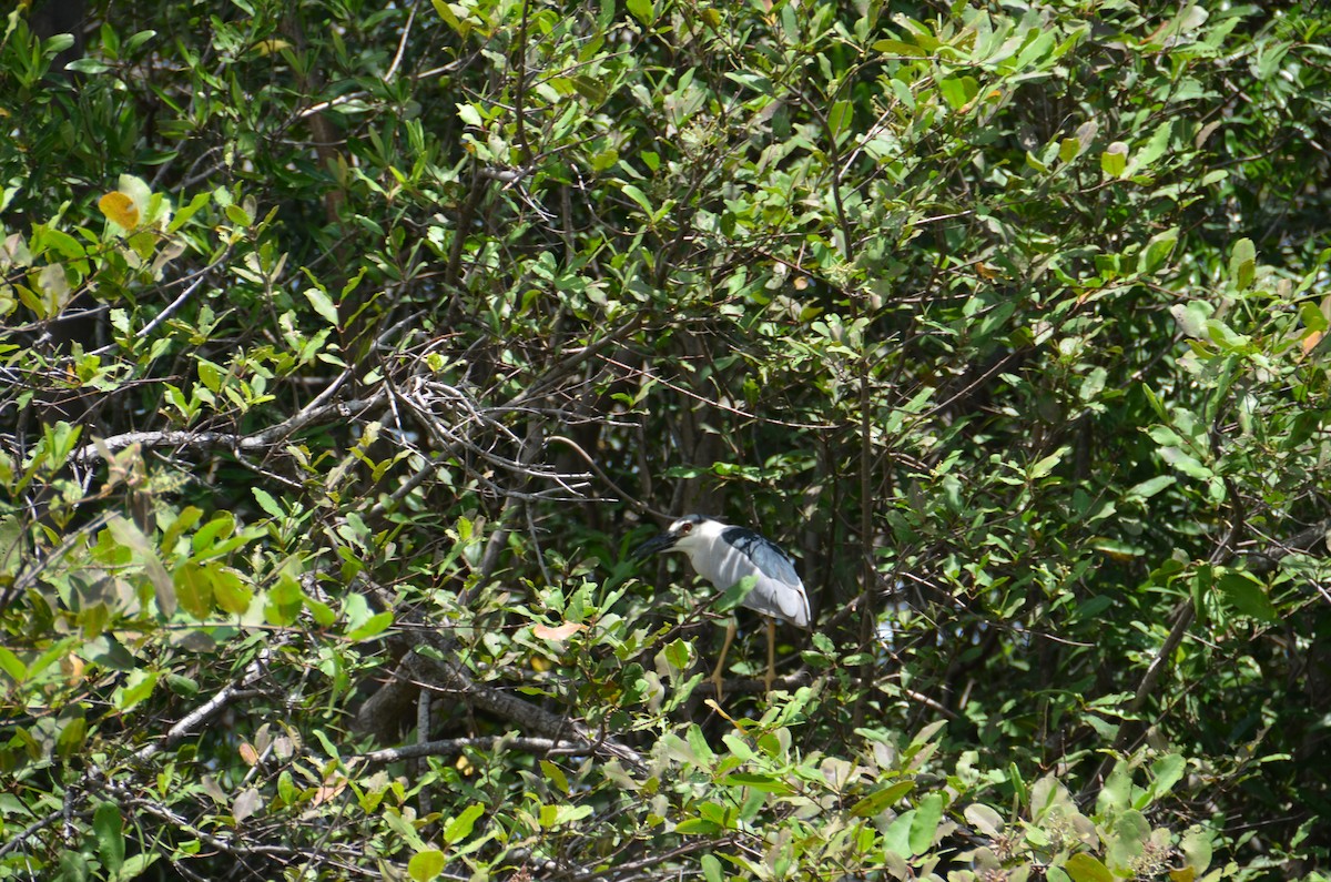 Black-crowned Night Heron - ML615439357