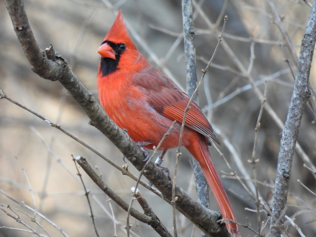 Northern Cardinal - ML615439361