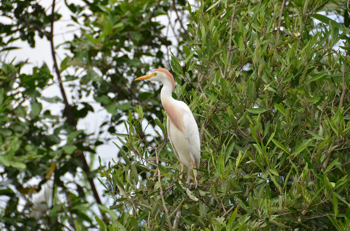 Western Cattle Egret - ML615439396