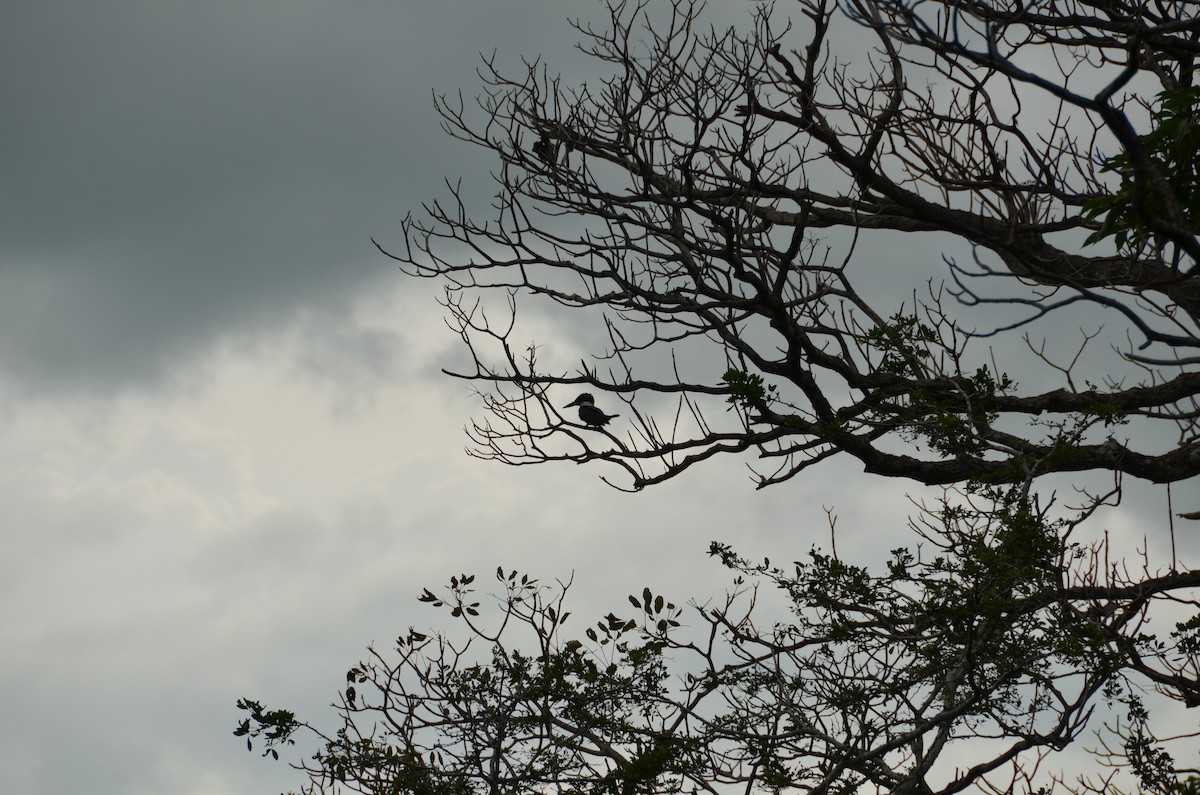 Ringed Kingfisher - ML615439441