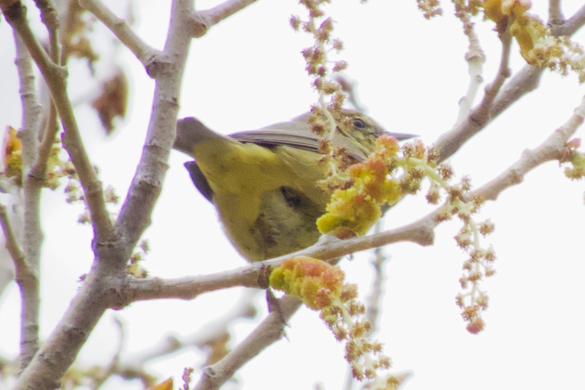 Orange-crowned Warbler - ML615439491