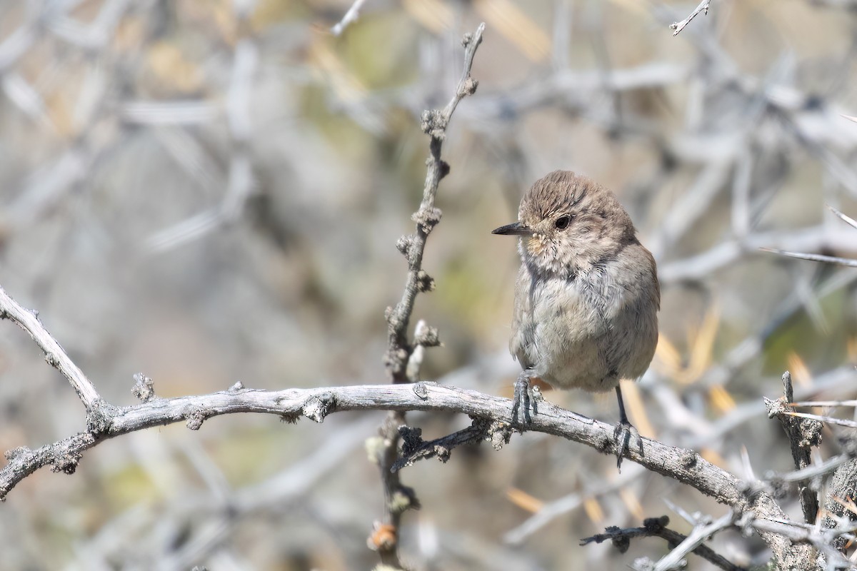 Sharp-billed Canastero - ML615439507