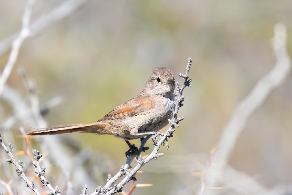 Sharp-billed Canastero - Marcos Eugênio Birding Guide