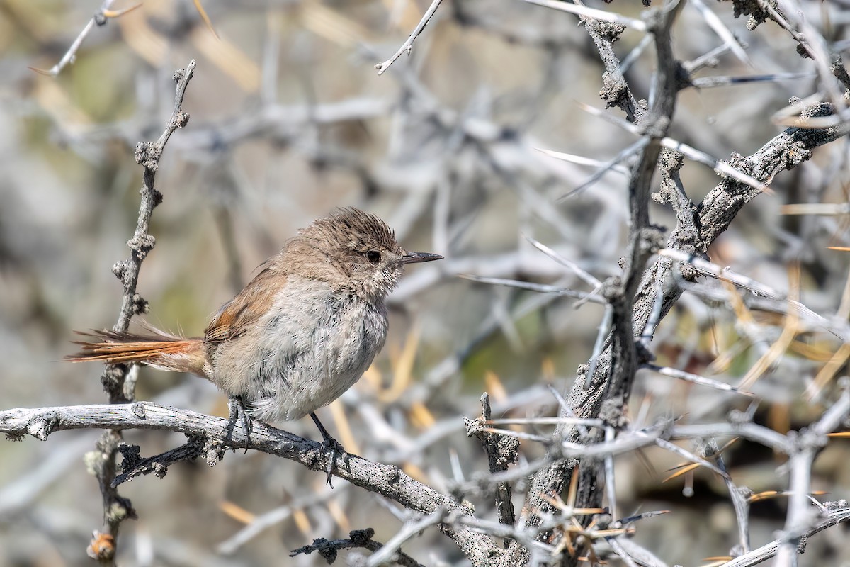 Sharp-billed Canastero - Marcos Eugênio Birding Guide