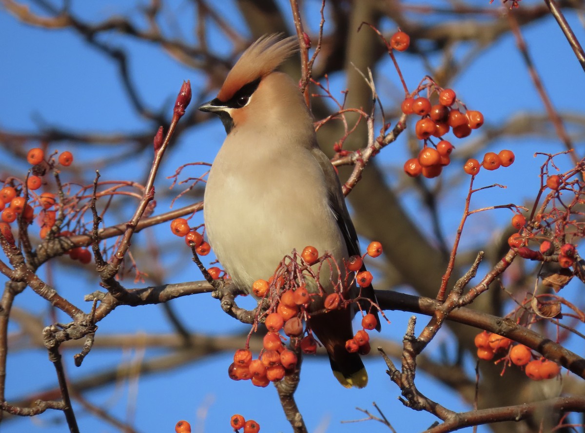 Bohemian Waxwing - ML615439574