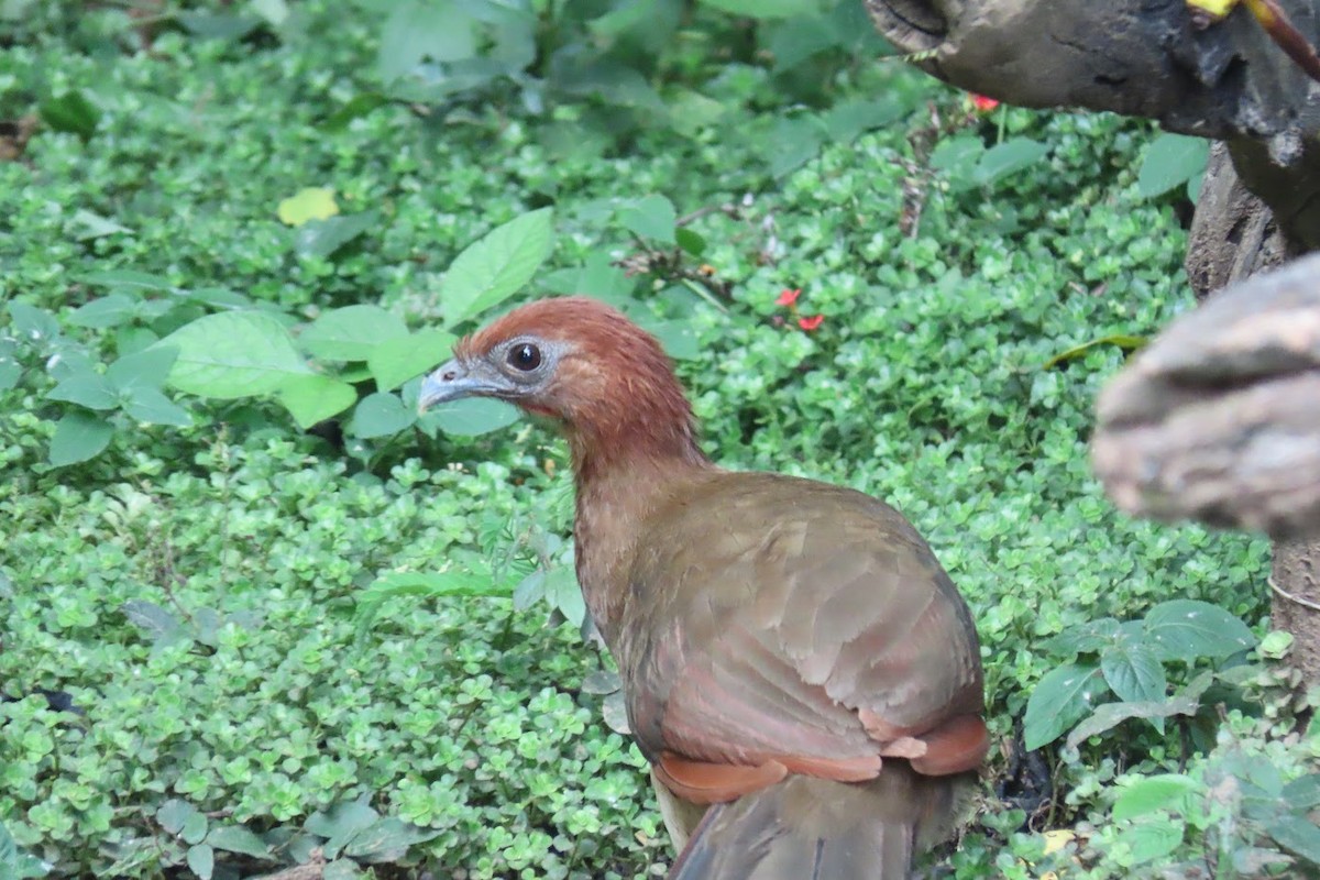 Chachalaca Cabecirrufa - ML615439608