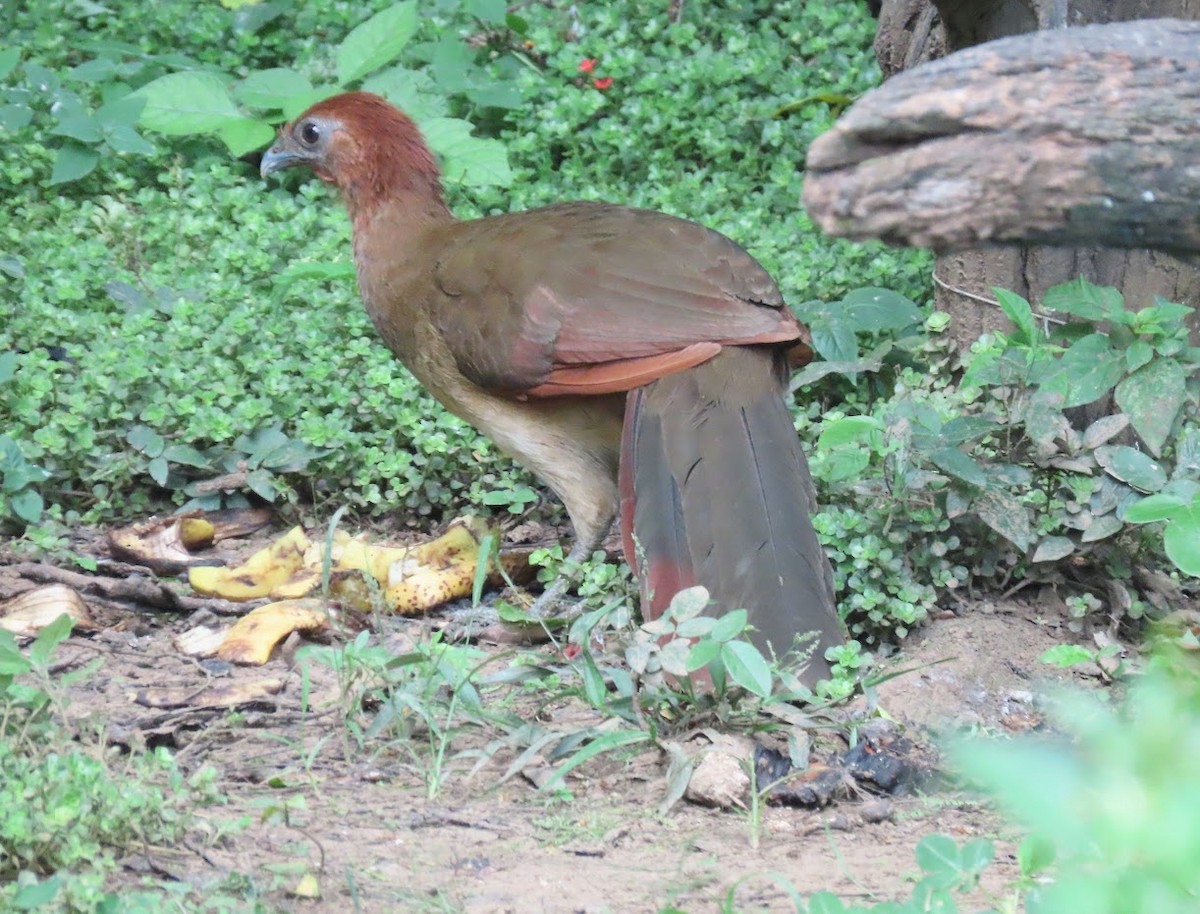 Ortalide à tête rousse - ML615439609