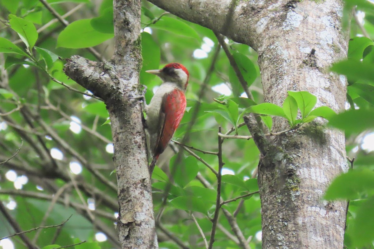 Scarlet-backed Woodpecker - ML615439627