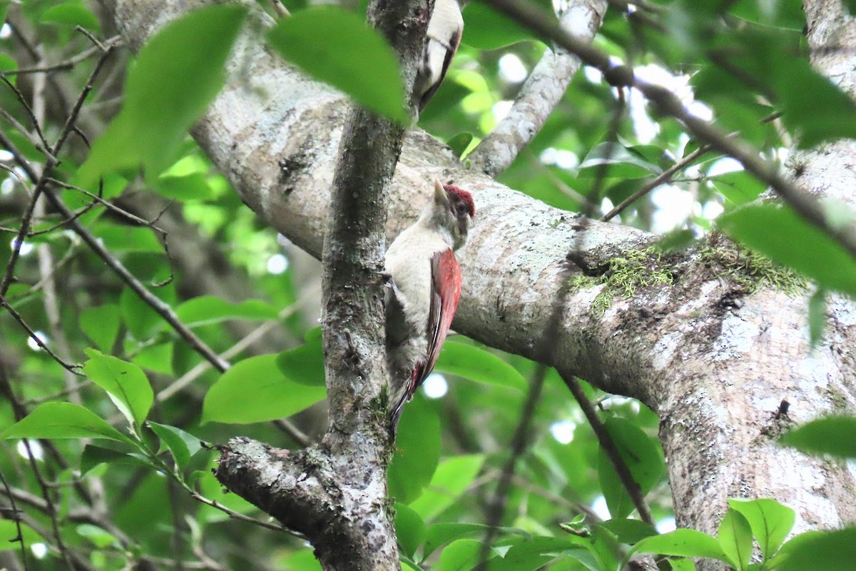 Scarlet-backed Woodpecker - ML615439628