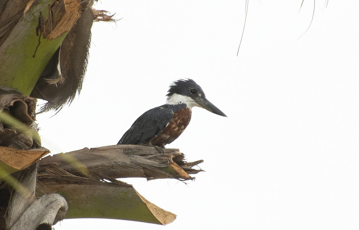 Ringed Kingfisher - ML615439655