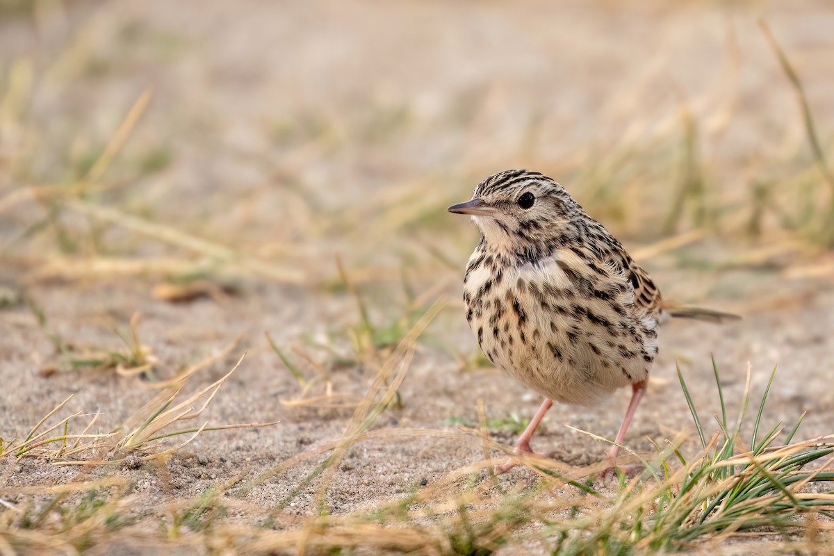 Pipit correndera - ML615439712