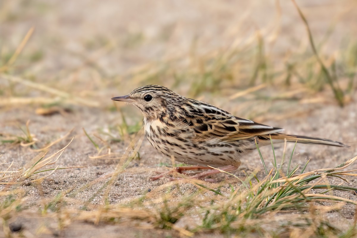 Pipit correndera - ML615439713