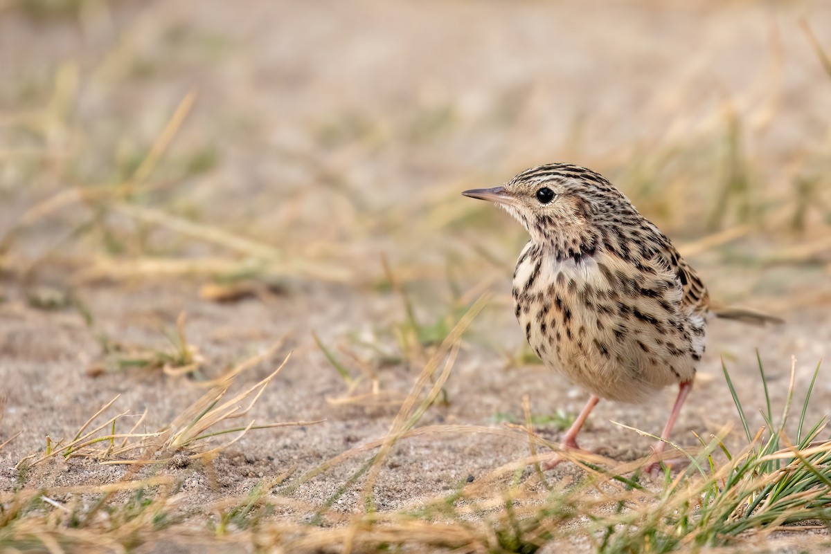 Correndera Pipit - ML615439714