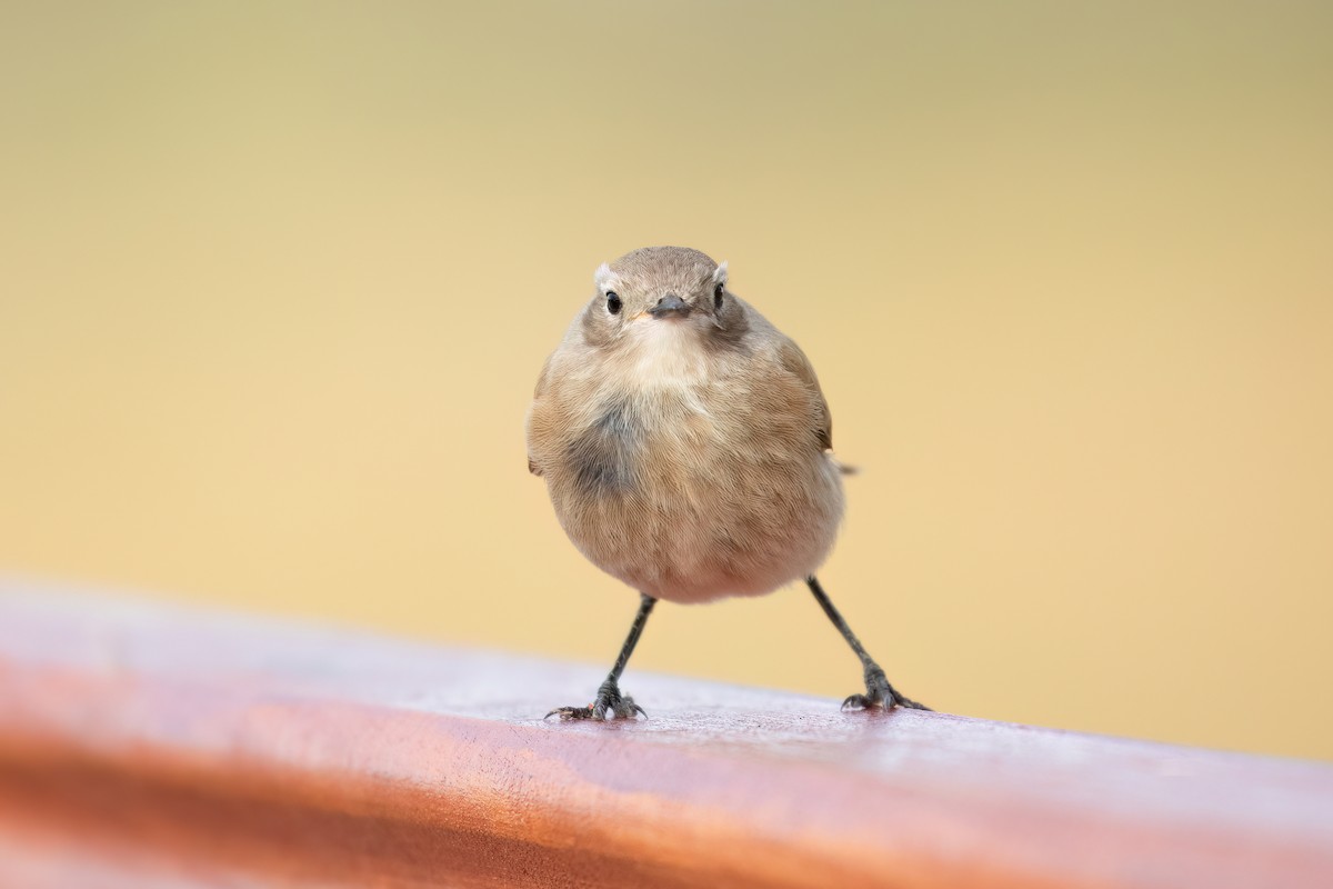 Austral Negrito - Marcos Eugênio Birding Guide