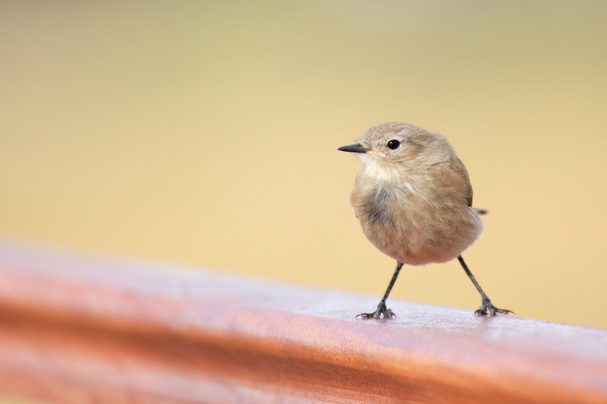 Austral Negrito - Marcos Eugênio Birding Guide