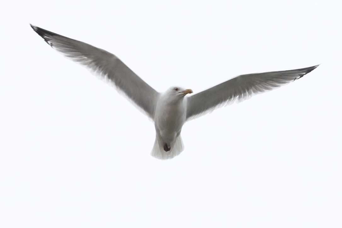 Herring Gull - ML615439737