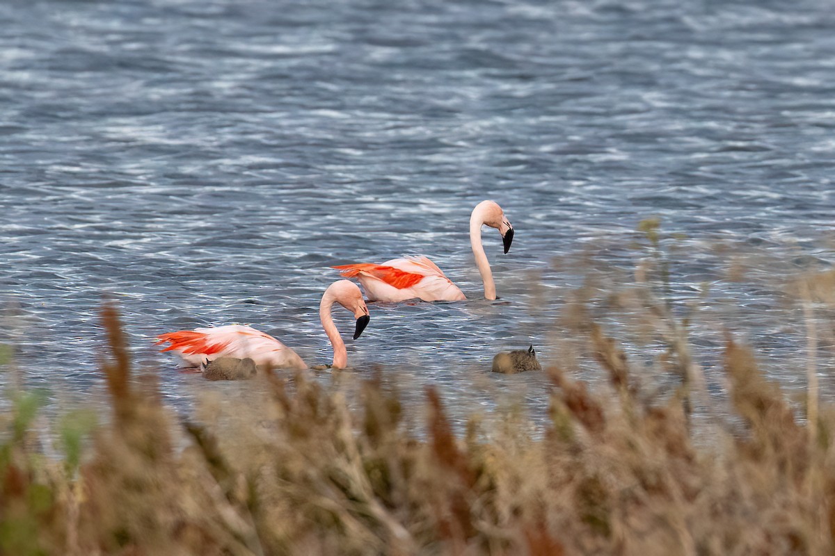 Şili Flamingosu - ML615439761
