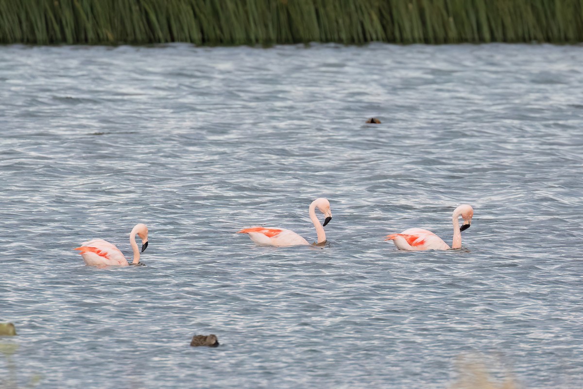 Şili Flamingosu - ML615439762