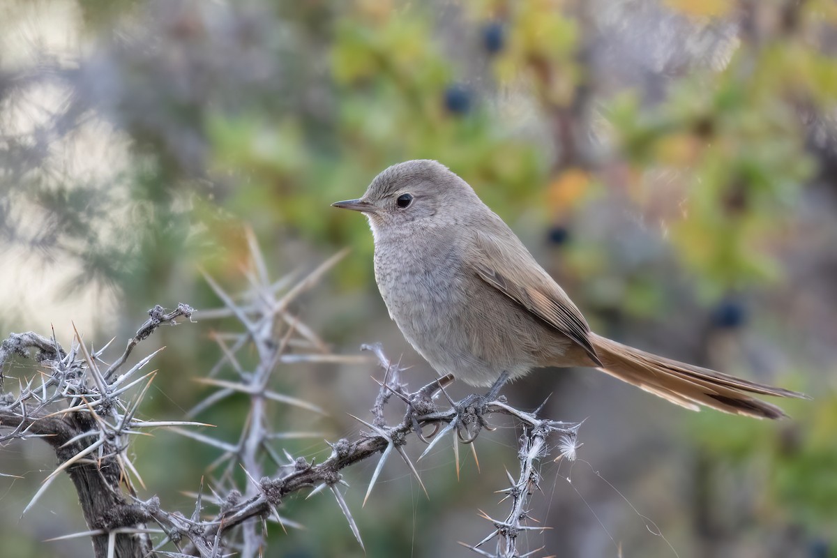 Sharp-billed Canastero - Marcos Eugênio Birding Guide