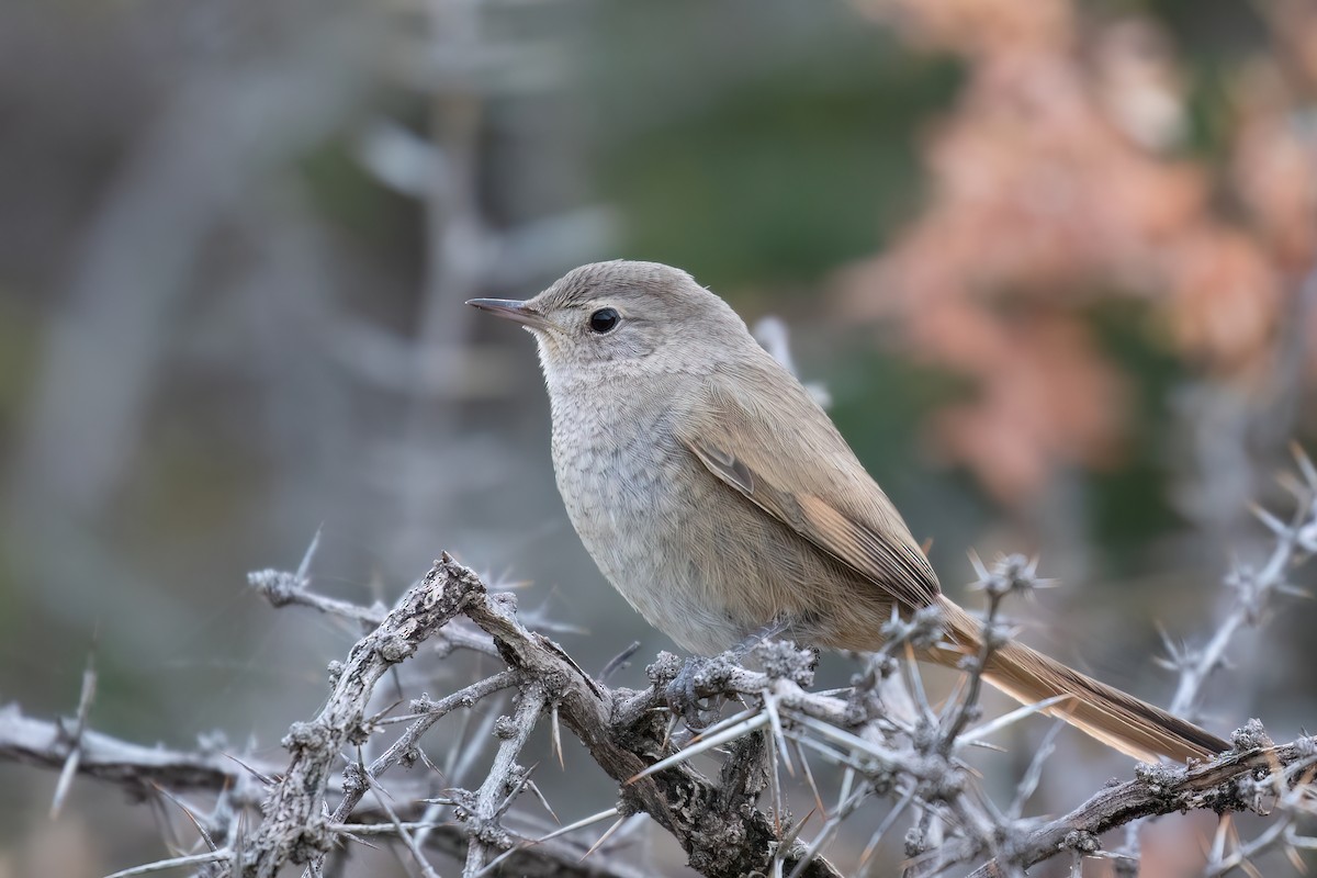 アカアゴカマドドリ - ML615439795