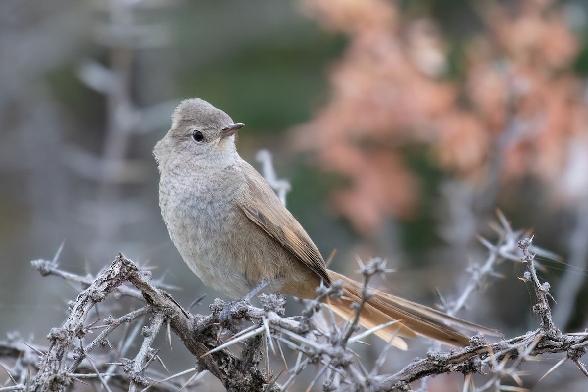 Sharp-billed Canastero - Marcos Eugênio Birding Guide