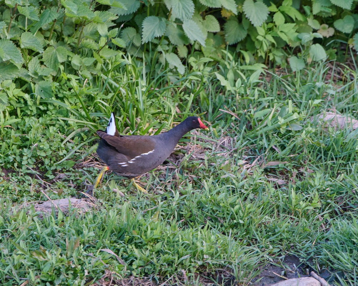 Eurasian Moorhen - ML615439812