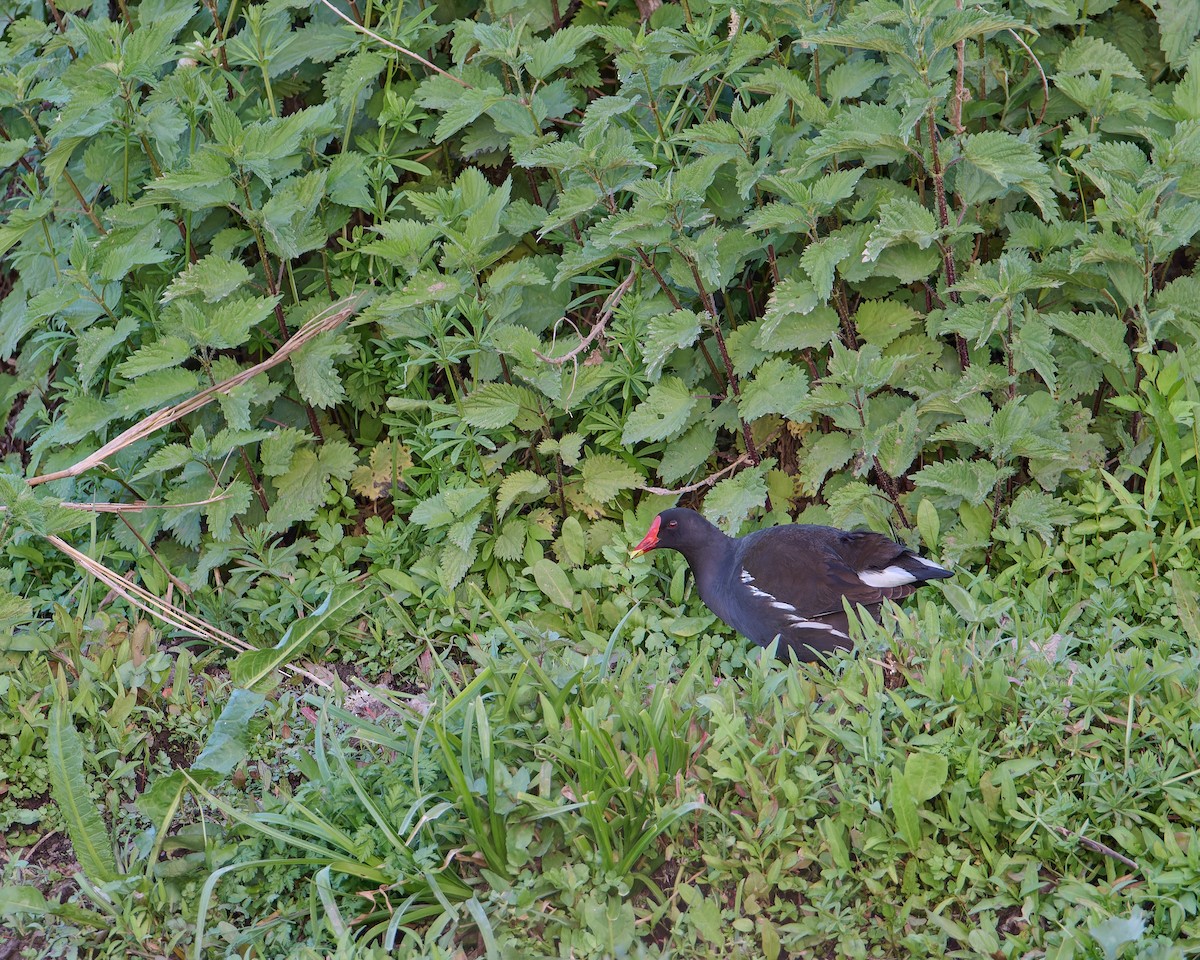 Eurasian Moorhen - ML615439813