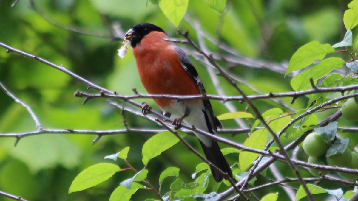 Eurasian Bullfinch - ML615439896