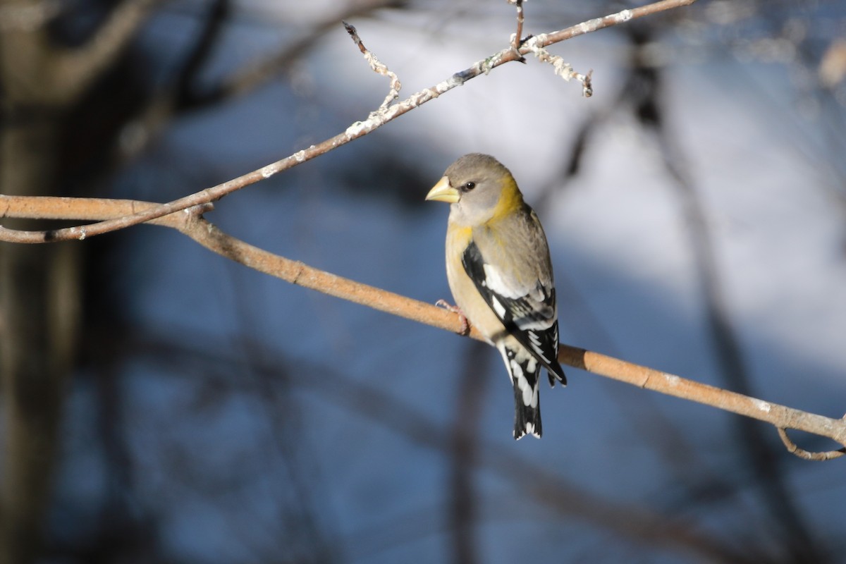 Evening Grosbeak - ML615439905