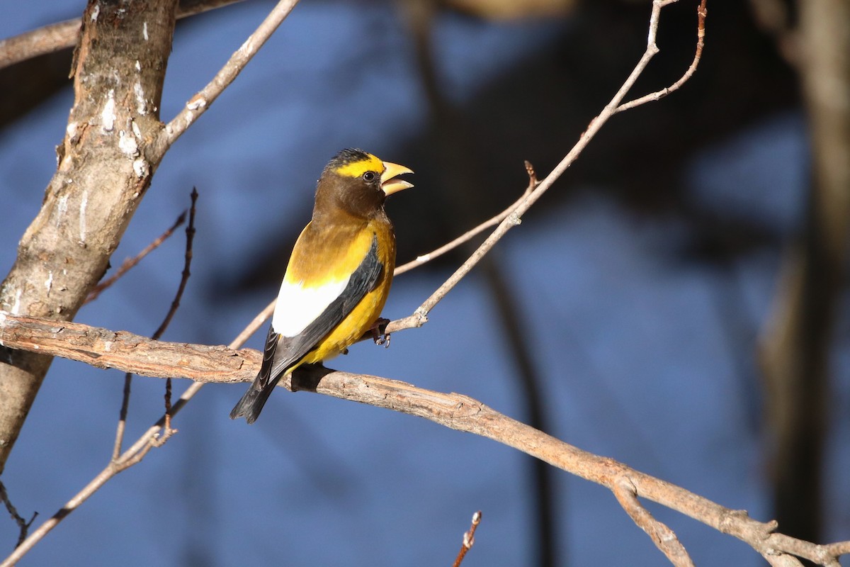 Evening Grosbeak - ML615439906