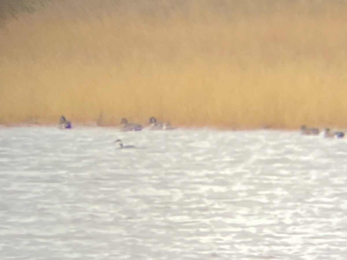 Horned Grebe - ML615439916