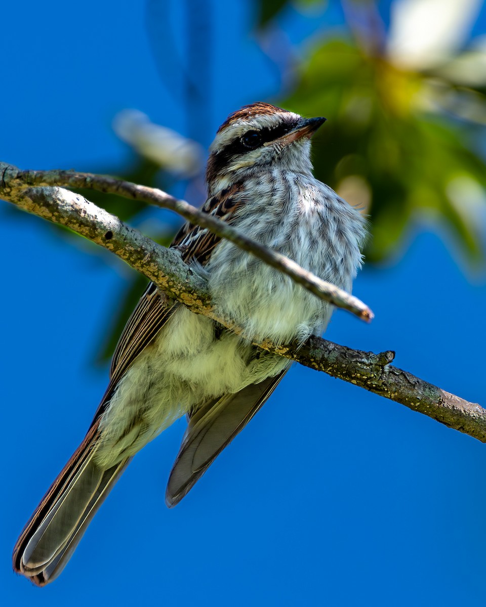 glennetyrann - ML615439968