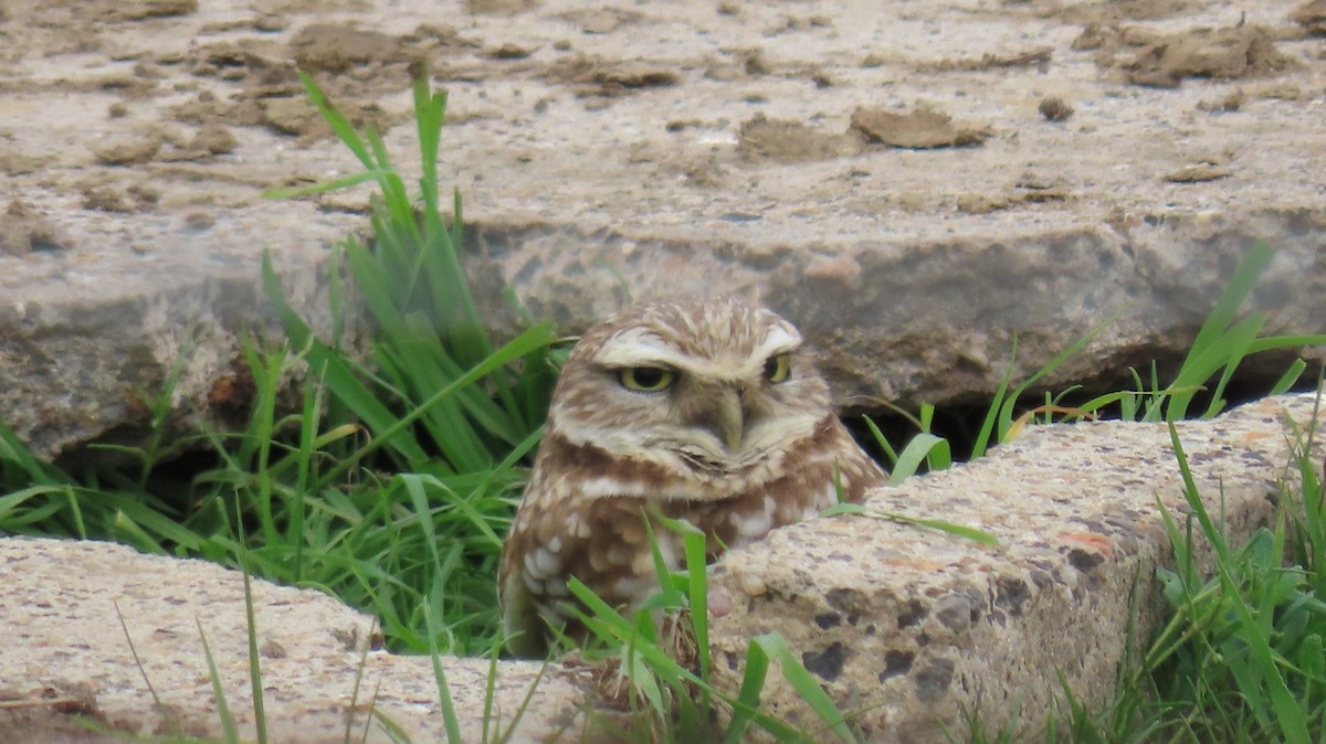 Burrowing Owl - ML615440012