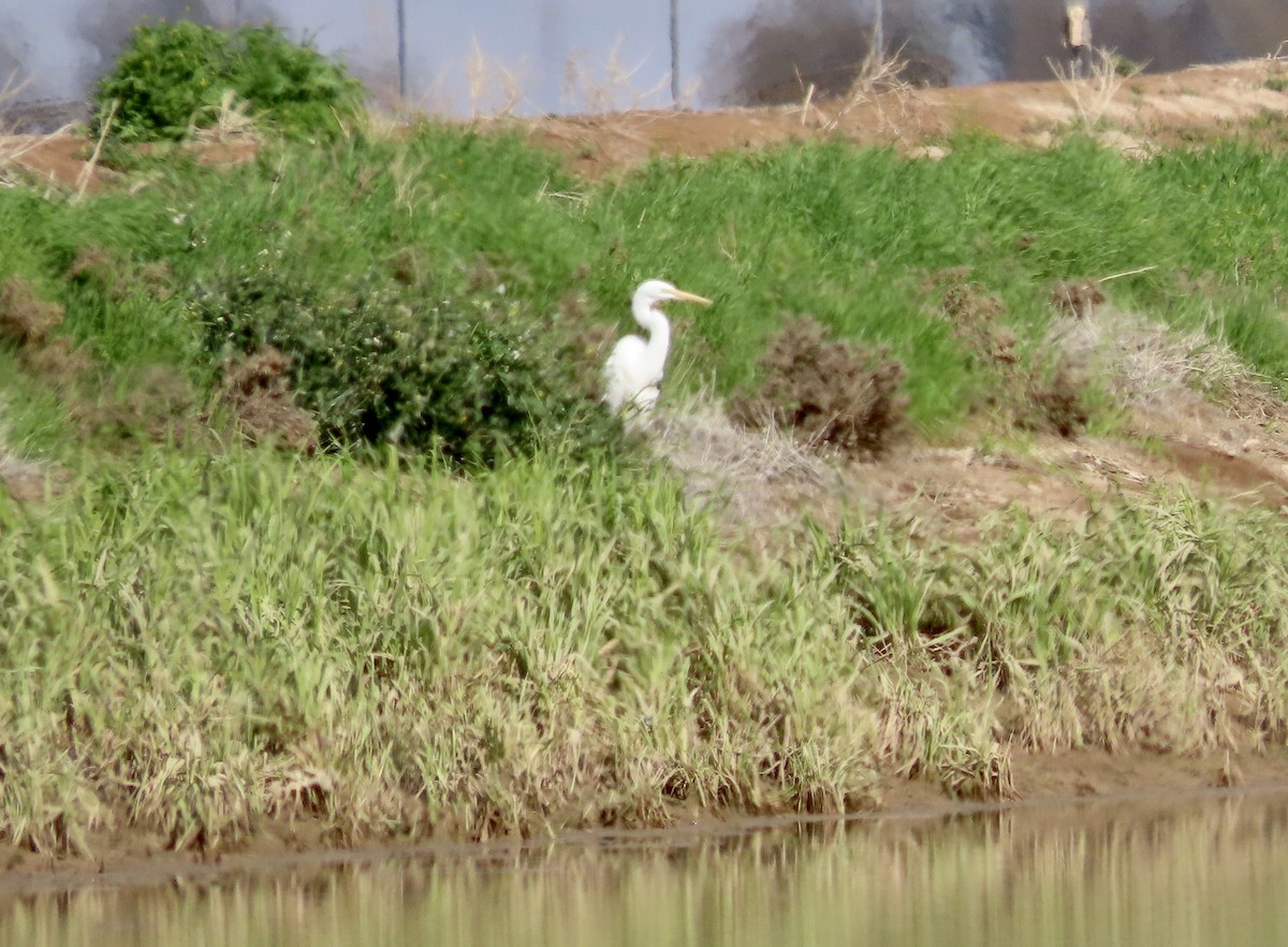 Great Egret - ML615440080