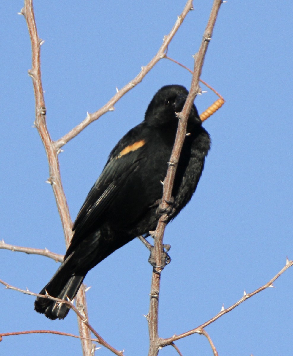 Red-winged Blackbird (Red-winged) - Josiah Lavender