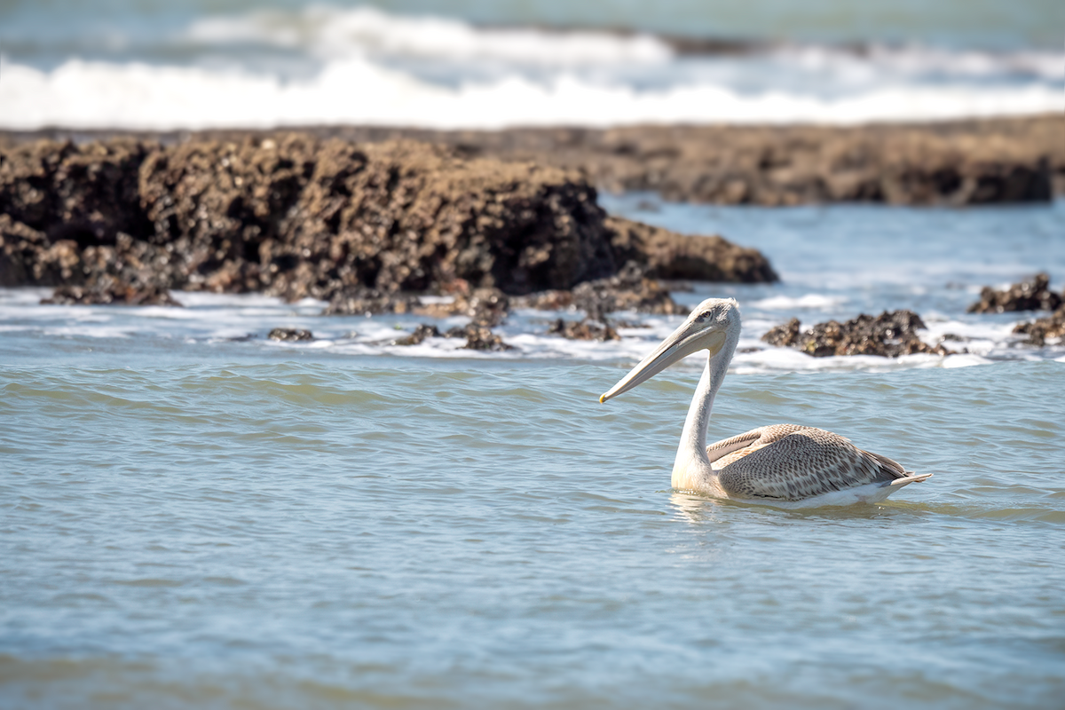 Pink-backed Pelican - Ewa Janas