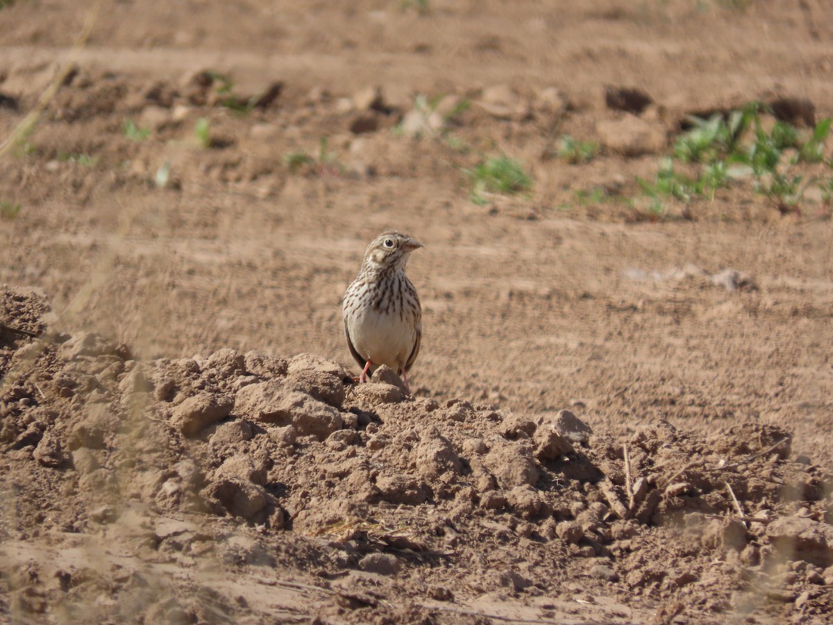 Vesper Sparrow - ML615440156